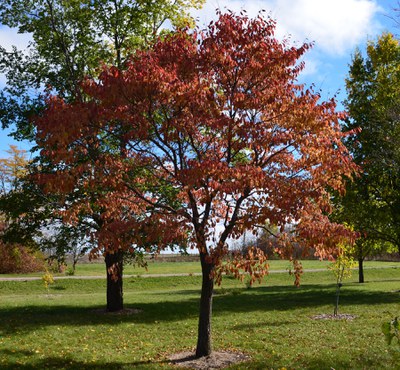 The Northern Empress™ Japanese Elm is the Empress of Autumn | NDSU